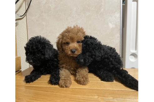 成約済の東京都のトイプードル-362740の3枚目