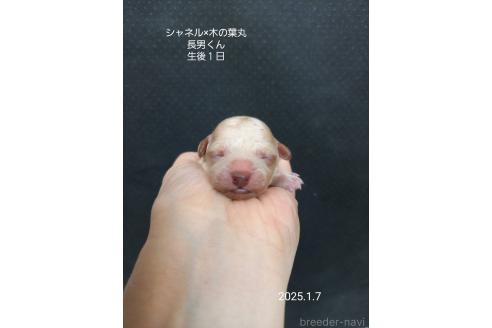 成約済の大阪府のティーカッププードル-362742の11枚目