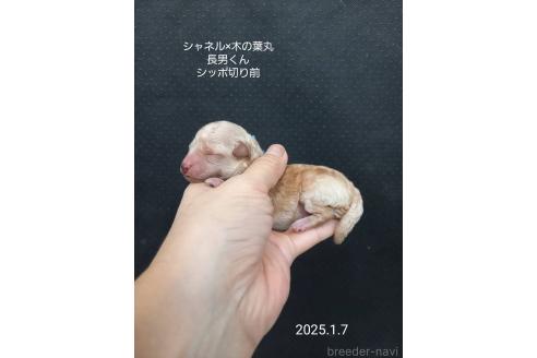 成約済の大阪府のティーカッププードル-362742の9枚目