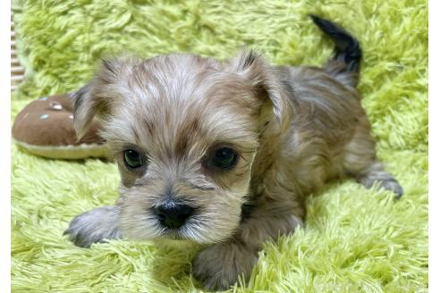 成約済の秋田県のマルキー:マルチーズ×ヨークシャーテリア-362978の1枚目