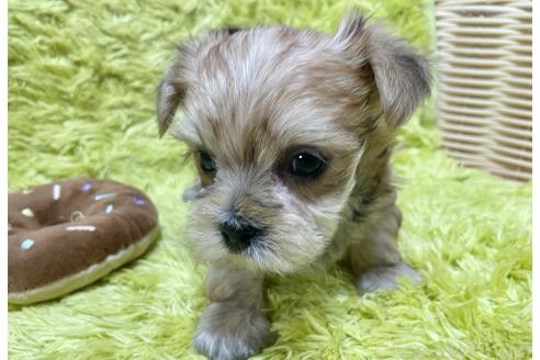 成約済の秋田県のマルキー:マルチーズ×ヨークシャーテリア-362978の3枚目