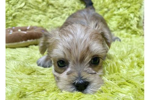 成約済の秋田県のマルキー:マルチーズ×ヨークシャーテリア-362978の2枚目