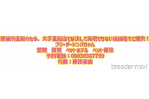 成約済の愛知県のミニチュアシュナウザー-349415の2枚目