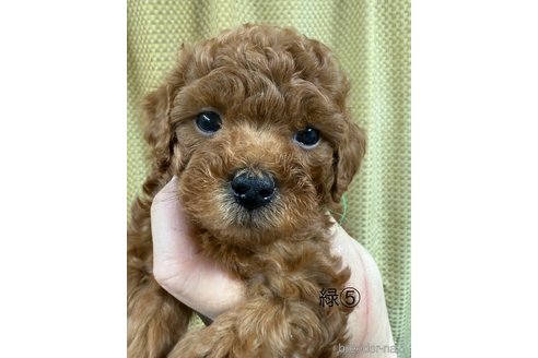 成約済の愛知県のトイプードル-361576の7枚目