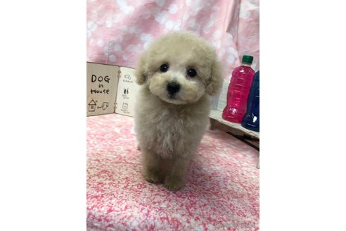 成約済の愛知県のビションプー:ビションフリーゼ×トイプードル-361025の23枚目