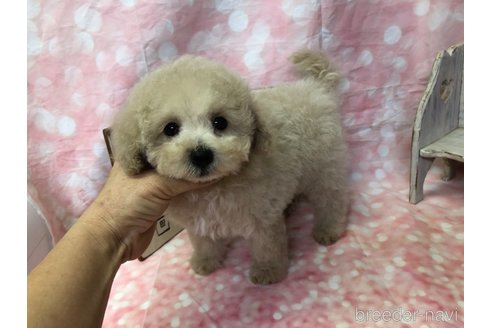 成約済の愛知県のビションプー:ビションフリーゼ×トイプードル-361025の21枚目