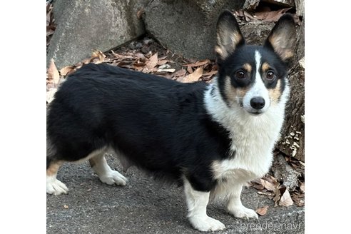 Bettyちゃん1枚目