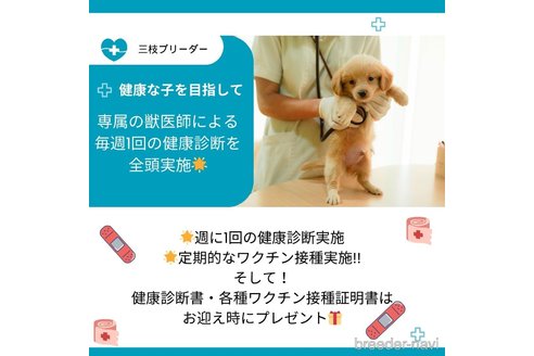 成約済の神奈川県のマルプー:マルチーズ×トイプードル-362730の15枚目