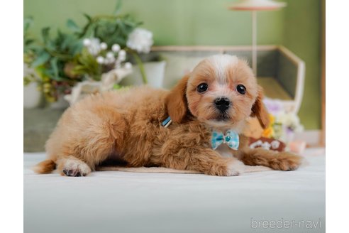 成約済の神奈川県のマルプー:マルチーズ×トイプードル-362728の11枚目
