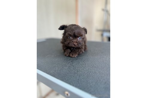 成約済の静岡県のチワプー:チワワ×トイプードル-362581の2枚目