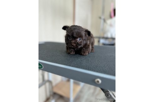 成約済の静岡県のチワプー:チワワ×トイプードル-362581の3枚目