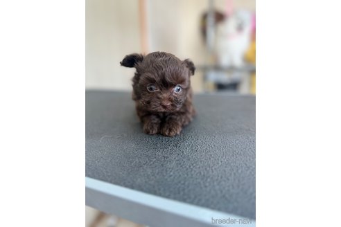 成約済の静岡県のチワプー:チワワ×トイプードル-362581の4枚目