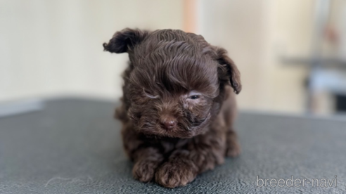 成約済の静岡県のチワプー:チワワ×トイプードル-362581の1枚目