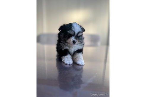 成約済の静岡県のポメチワ:ポメラニアン×チワワ-362585の2枚目