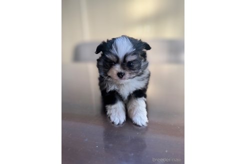 成約済の静岡県のポメチワ:ポメラニアン×チワワ-362585の3枚目