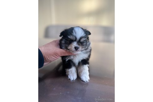 成約済の静岡県のポメチワ:ポメラニアン×チワワ-362585の4枚目