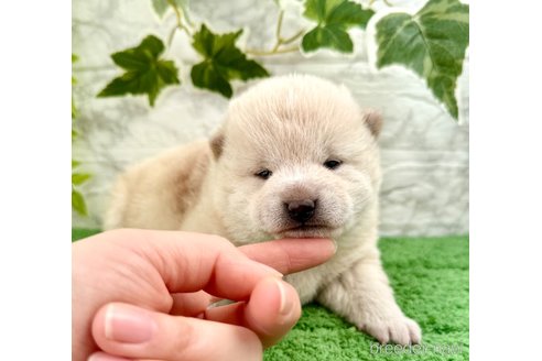成約済の埼玉県の柴犬-362587の15枚目
