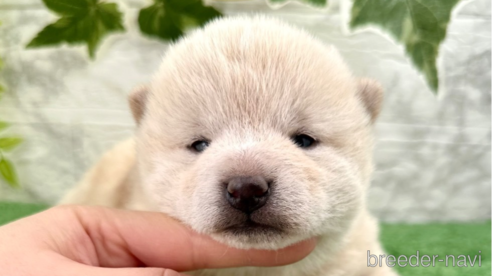 成約済の埼玉県の柴犬-362587の14枚目