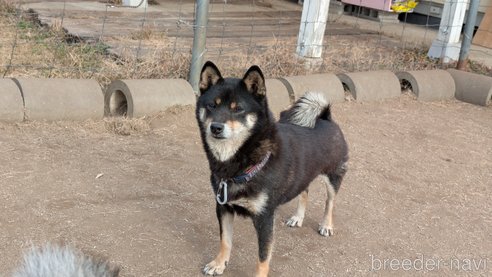 成約済の熊本県の柴犬-357434の5枚目