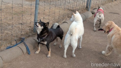 成約済の熊本県の柴犬-357434の6枚目