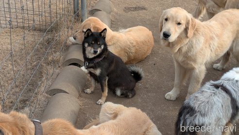 成約済の熊本県の柴犬-357434の3枚目