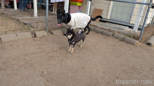 成約済の熊本県の柴犬-357434の4枚目