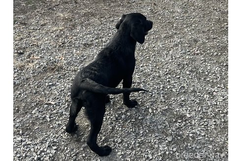 成約済の福岡県のラブラドールレトリーバー-358683の4枚目