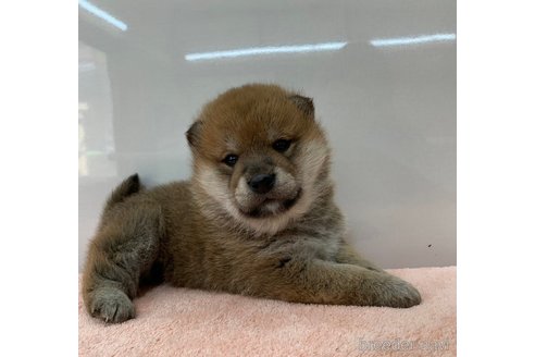 成約済の長野県の柴犬-362649の5枚目
