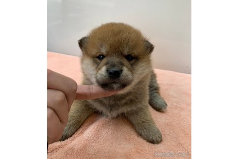 成約済の長野県の柴犬-362649の4枚目