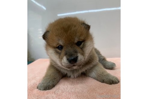 成約済の長野県の柴犬-362649の3枚目
