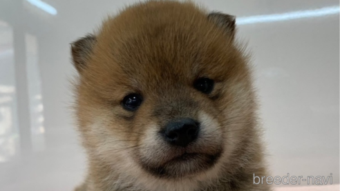 成約済の長野県の柴犬-362655