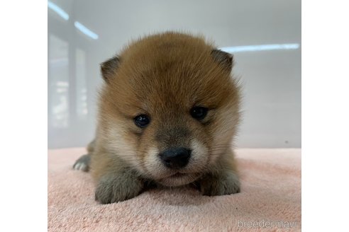 成約済の長野県の柴犬-362655の5枚目