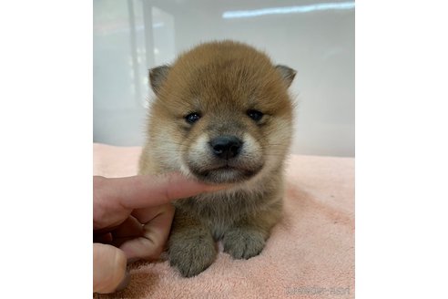 成約済の長野県の柴犬-362655の4枚目