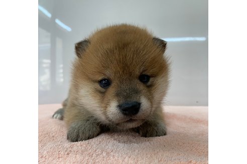 成約済の長野県の柴犬-362655の3枚目