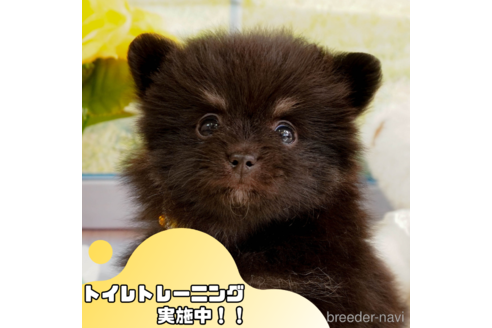 成約済の静岡県のポメラニアン-362706の1枚目