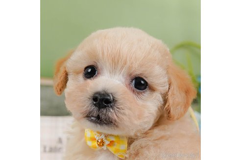 成約済の神奈川県のビションプー:ビションフリーゼ×トイプードル-362714の1枚目