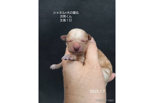 成約済の大阪府のティーカッププードル-362743の12枚目