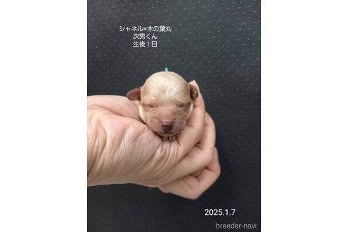 成約済の大阪府のティーカッププードル-362743の13枚目