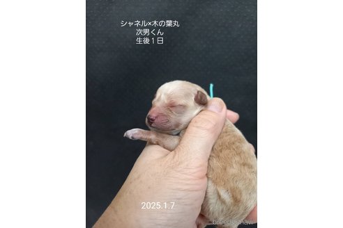 成約済の大阪府のティーカッププードル-362743の14枚目