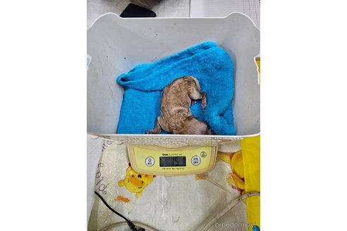 成約済の大阪府のティーカッププードル-362743の11枚目