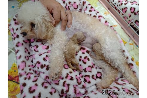 成約済の大阪府のティーカッププードル-362743の9枚目