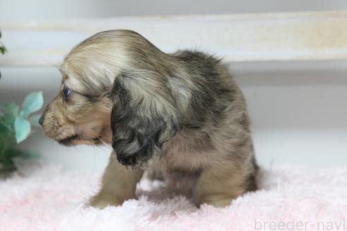 成約済の岡山県のカニンヘンダックスフンド(ロングヘアード)-362760の4枚目