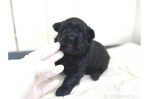 成約済の茨城県のチワプー:チワワ×トイプードル-362796の47枚目