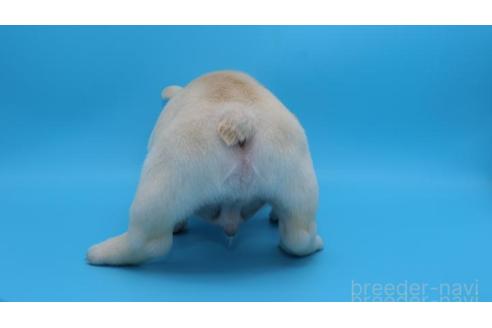 成約済の神奈川県のフレンチブルドッグ-362824の2枚目