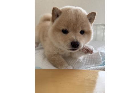 成約済の兵庫県の豆柴-362841の3枚目