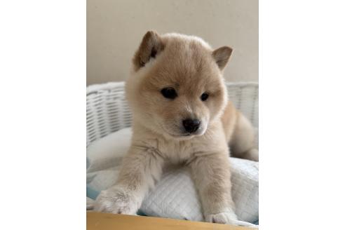 成約済の兵庫県の豆柴-362841の2枚目