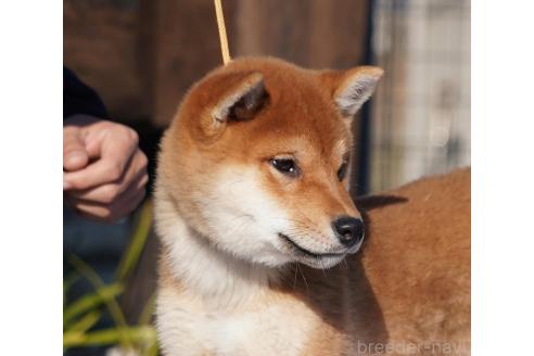 成約済の愛媛県の柴犬-362846の5枚目