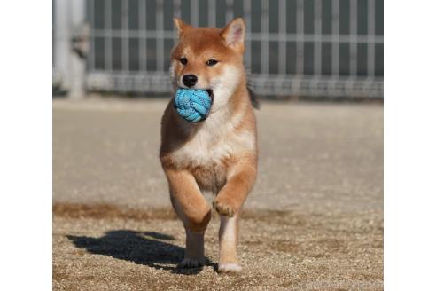 成約済の愛媛県の柴犬-362846の4枚目