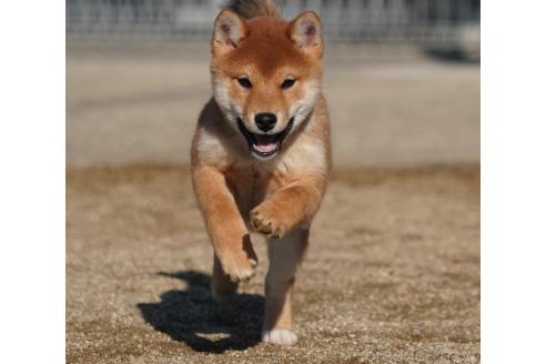 成約済の愛媛県の柴犬-362846の1枚目