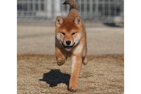 成約済の愛媛県の柴犬-362846の3枚目